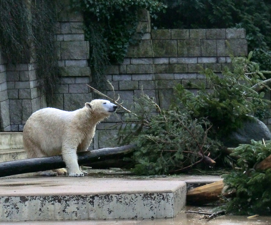 Eisbärin ANORI im Zoologischen Garten Wuppertal am 25. Januar 2014