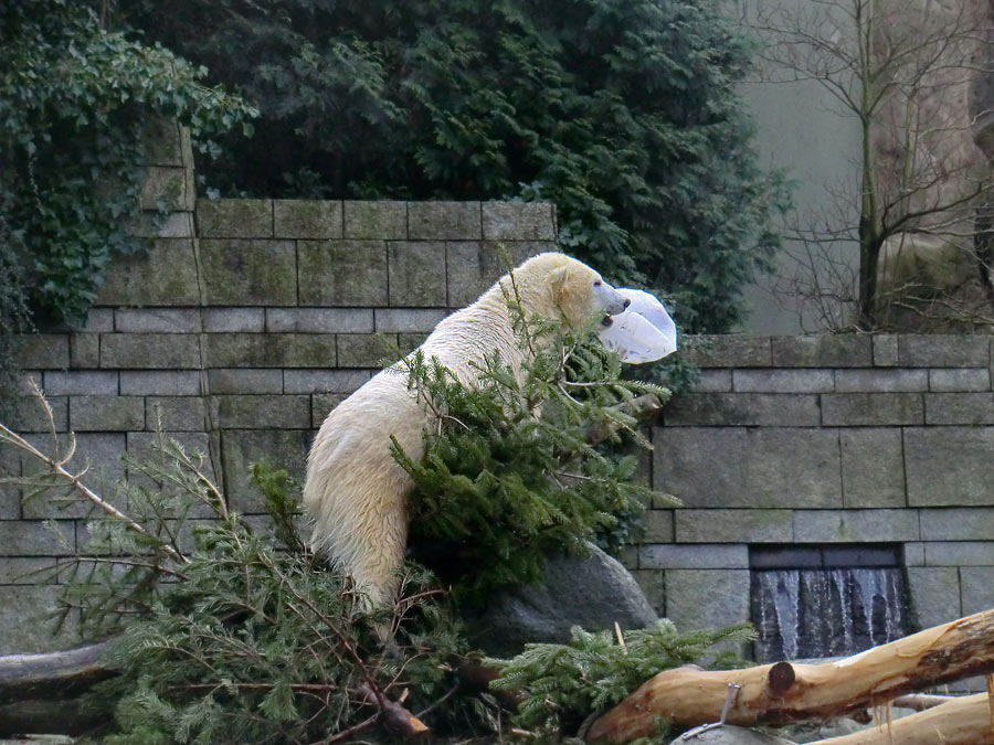 Eisbärin ANORI im Zoo Wuppertal am 25. Januar 2014