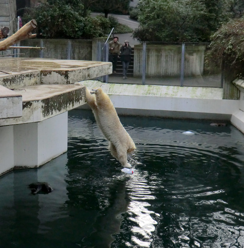 Eisbärin ANORI im Zoologischen Garten Wuppertal am 25. Januar 2014