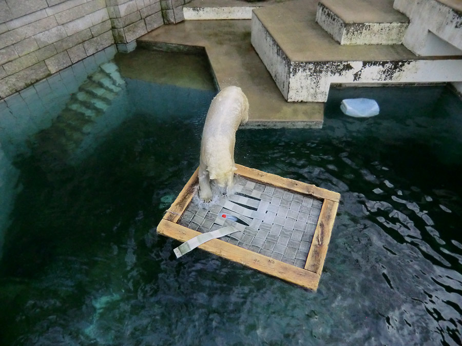 Eisbärin ANORI im Zoo Wuppertal am 25. Januar 2014