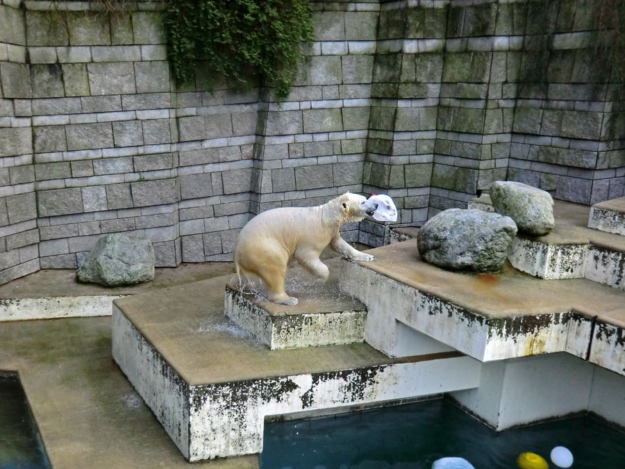 Eisbärin ANORI im Zoo Wuppertal am 25. Januar 2014