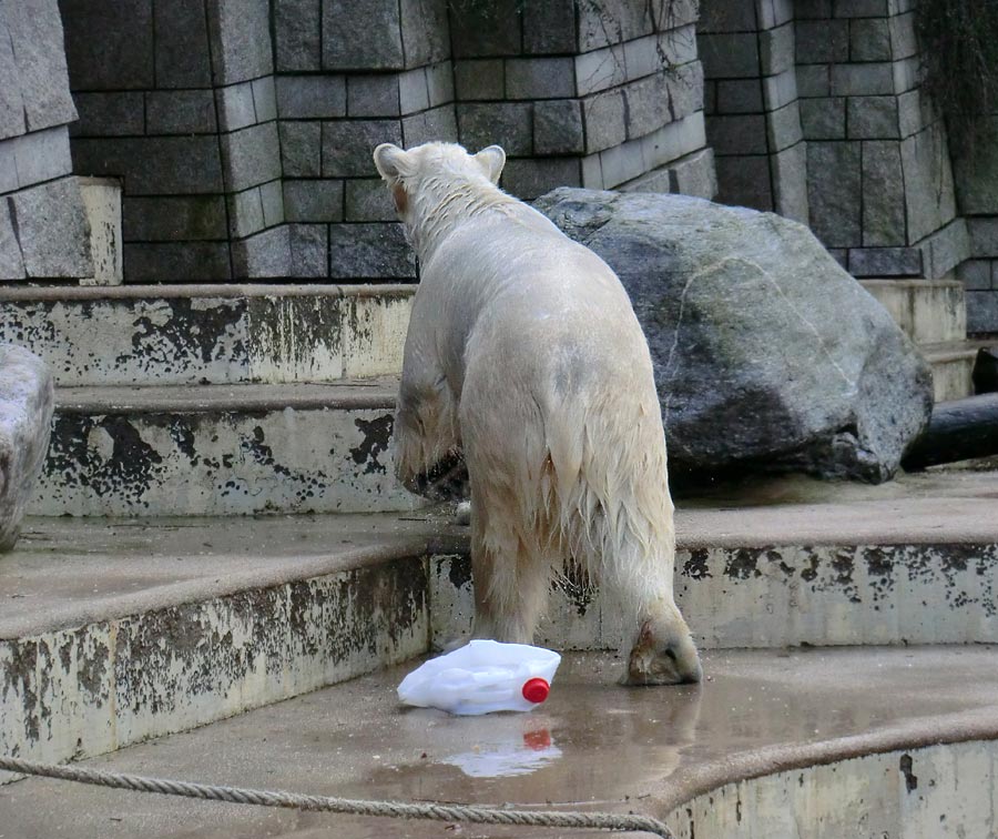 Eisbärin ANORI im Zoologischen Garten Wuppertal am 25. Januar 2014