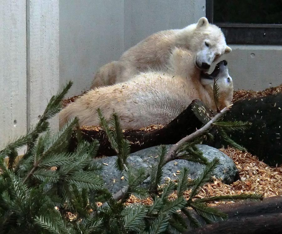 Eisbärin ANORI und Eisbär LUKA im Wuppertaler Zoo am 29. Januar 2014