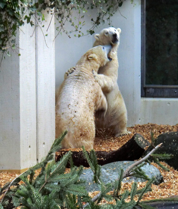 Eisbärin ANORI und Eisbär LUKA im Zoo Wuppertal am 29. Januar 2014