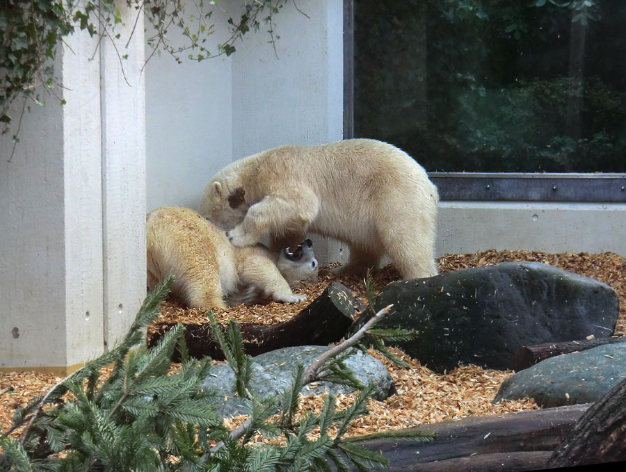 Eisbärin ANORI und Eisbär LUKA im Zoologischen Garten Wuppertal am 29. Januar 2014