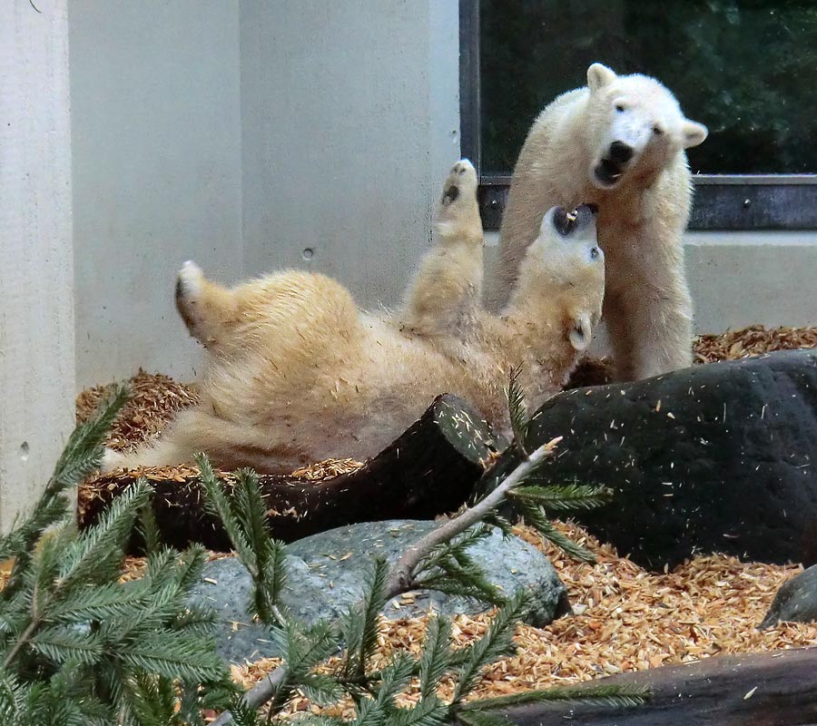 Eisbärin ANORI und Eisbär LUKA im Wuppertaler Zoo am 29. Januar 2014