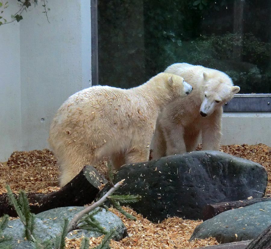 Eisbärin ANORI und Eisbär LUKA im Zoo Wuppertal am 29. Januar 2014