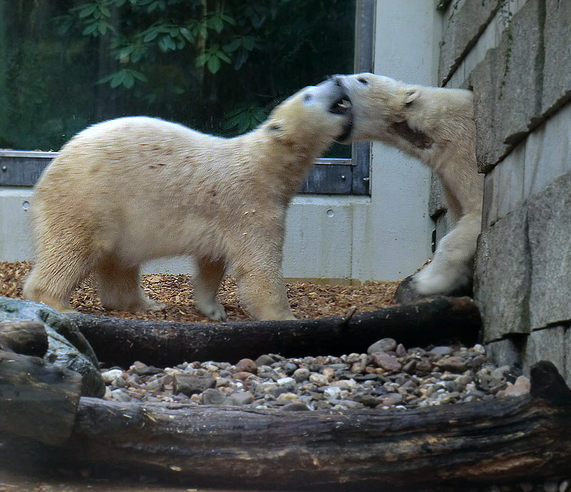 Eisbärin ANORI und Eisbär LUKA im Wuppertaler Zoo am 29. Januar 2014