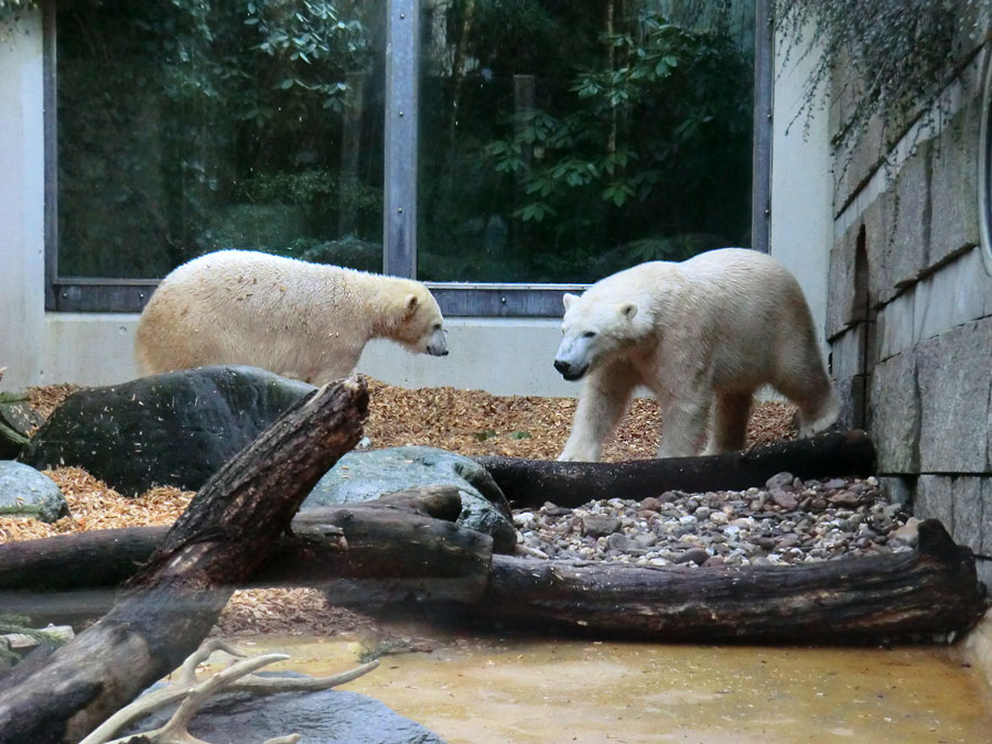 Eisbärin ANORI und Eisbär LUKA im Zoo Wuppertal am 29. Januar 2014
