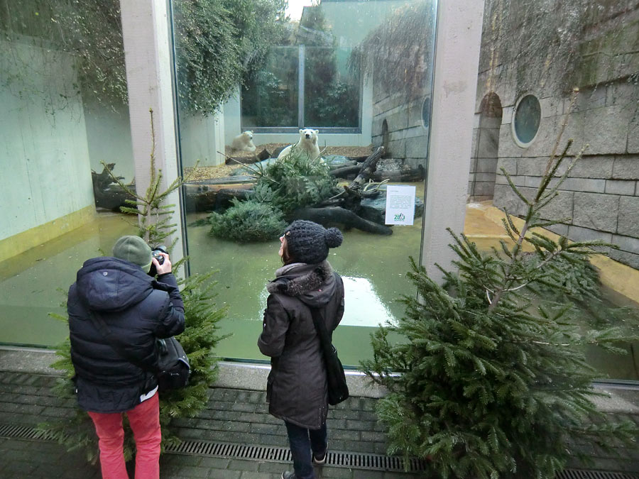 Eisbärin ANORI und Eisbär LUKA im Wuppertaler Zoo am 29. Januar 2014