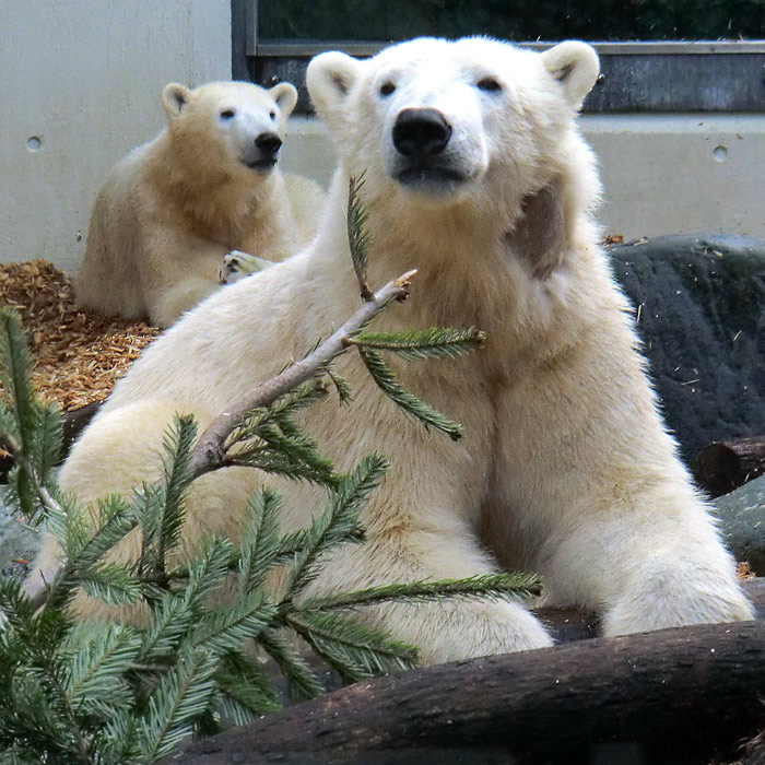 Eisbären ANORI und LUKA am 29. Januar 2014 im Wuppertaler Zoo