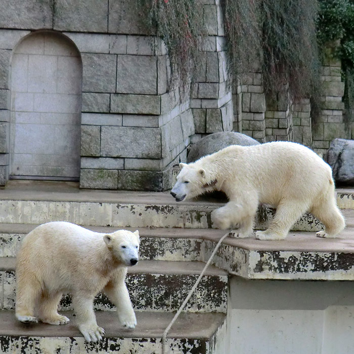 Eisbären ANORI und LUKA am 2. Februar 2014 im Wuppertaler Zoo
