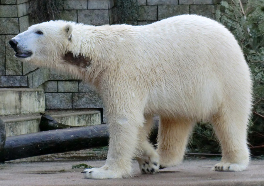 Eisbär LUKA im Zoologischen Garten Wuppertal am 2. Februar 2014