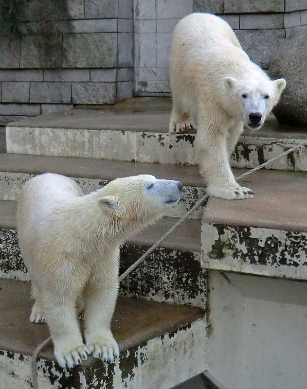 Eisbärin ANORI und Eisbär LUKA im Wuppertaler Zoo am 2. Februar 2014