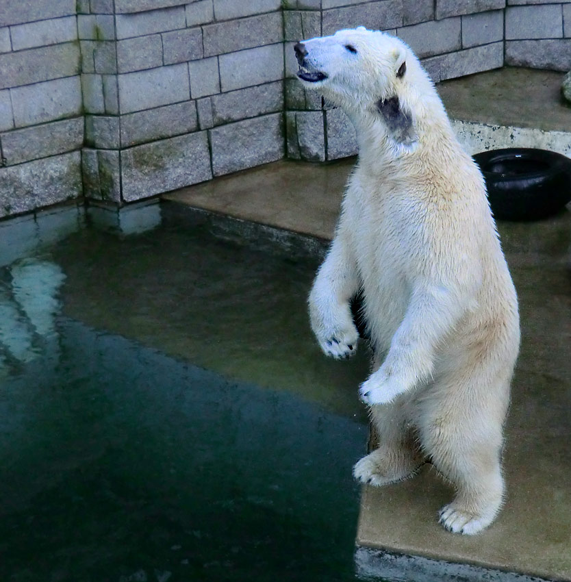 Eisbär LUKA im Zoo Wuppertal am 2. Februar 2014