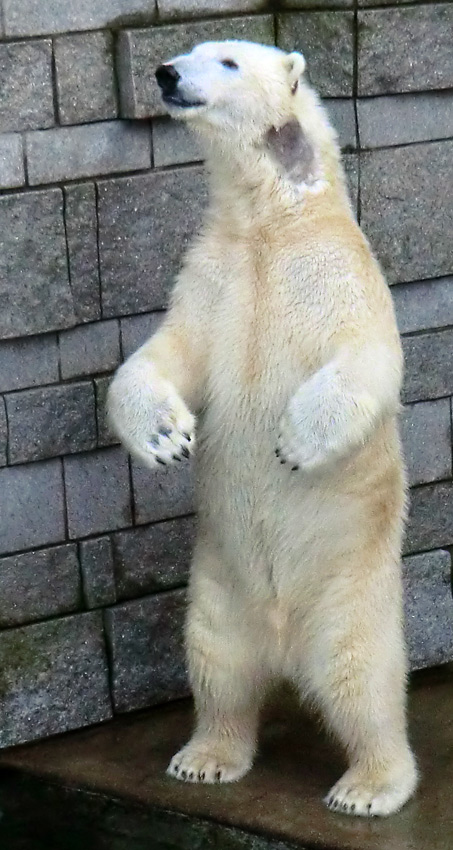 Eisbär LUKA im Zoologischen Garten Wuppertal am 2. Februar 2014