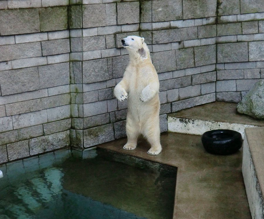 Eisbär LUKA im Wuppertaler Zoo am 2. Februar 2014