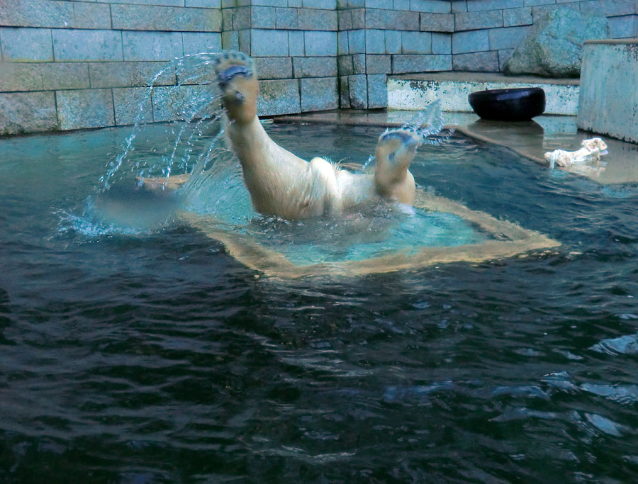 Eisbärin ANORI im Zoologischen Garten Wuppertal am 2. Februar 2014