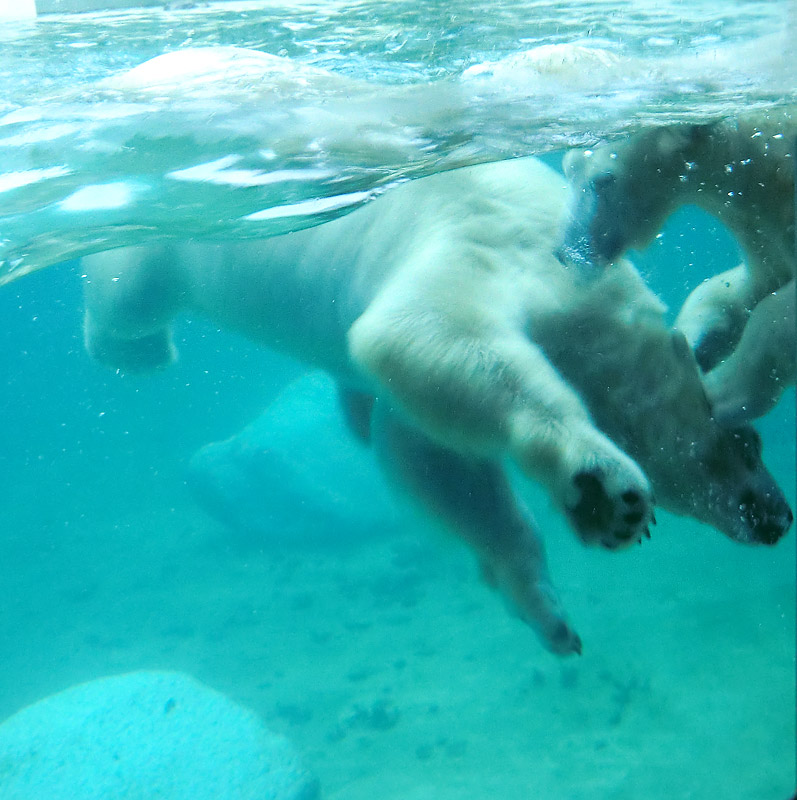 Eisbären unter Wasser im Zoo Wuppertal am 8. Februar 2014