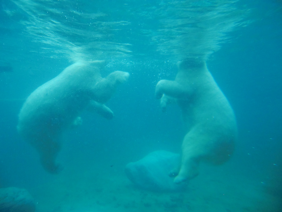 Eisbären unter Wasser im Wuppertaler Zoo am 8. Februar 2014