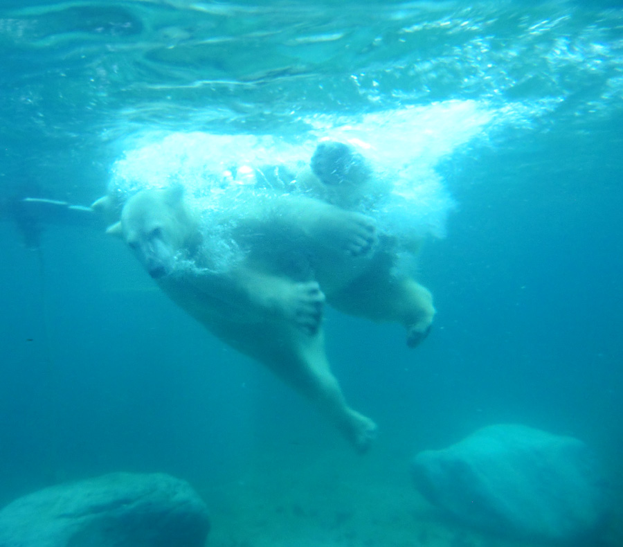 Eisbären unter Wasser im Zoologischen Garten Wuppertal am 8. Februar 2014