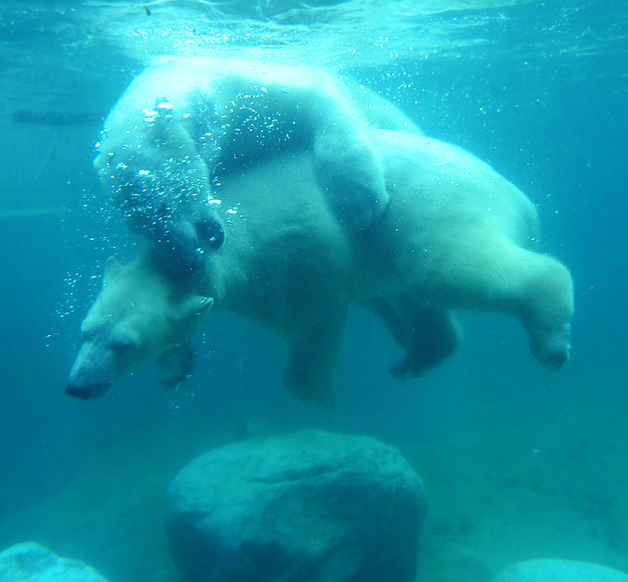 Eisbären ANORI und LUKA am 8. Februar 2014 im Wuppertaler Zoo