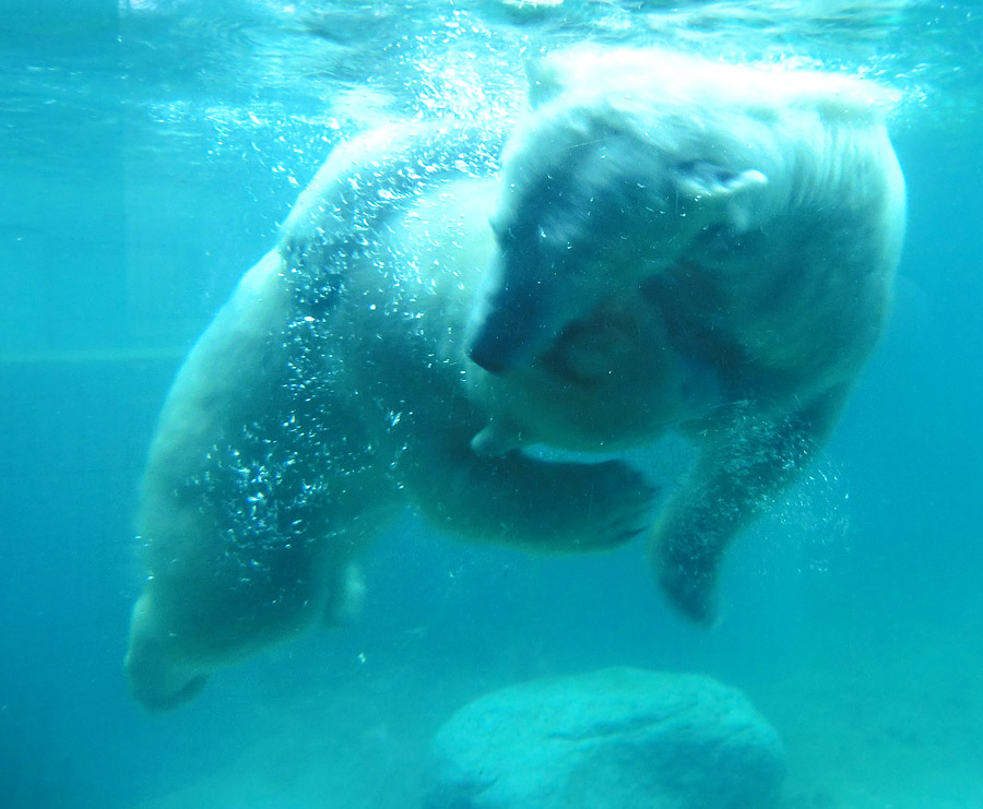 Eisbären unter Wasser im Wuppertaler Zoo am 8. Februar 2014