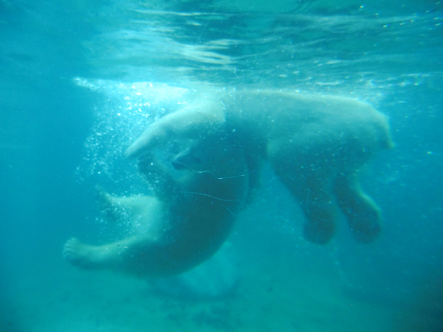 Eisbären unter Wasser im Zoologischen Garten Wuppertal am 8. Februar 2014