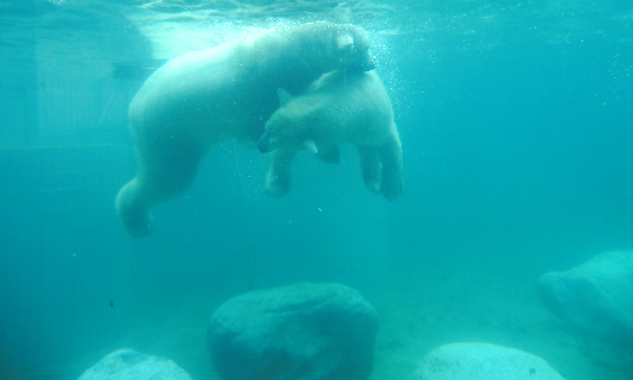 Eisbären unter Wasser im Wuppertaler Zoo am 8. Februar 2014