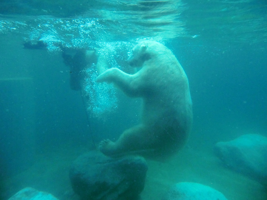 Eisbär unter Wasser im Zoo Wuppertal am 8. Februar 2014