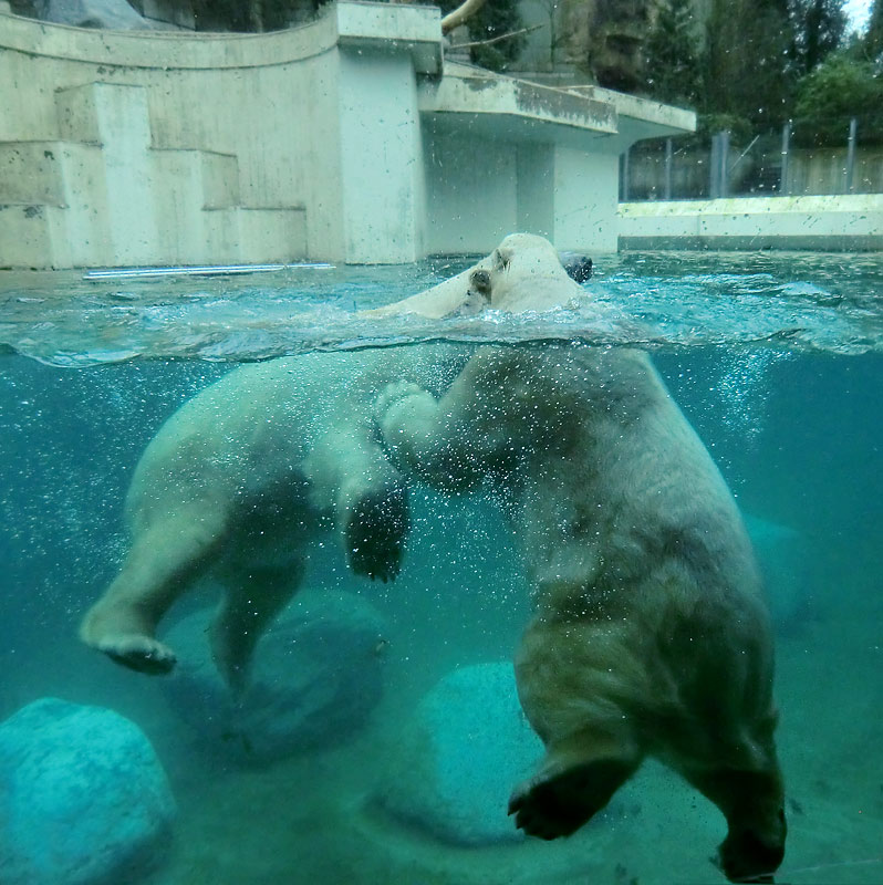Eisbären unter Wasser im Zoo Wuppertal am 8. Februar 2014