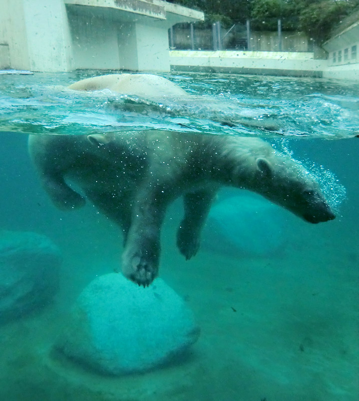 Eisbären unter Wasser im Zoologischen Garten Wuppertal am 8. Februar 2014