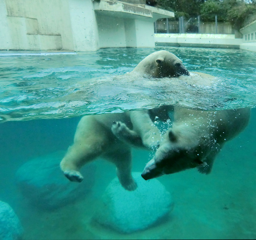 Eisbären unter Wasser im Wuppertaler Zoo am 8. Februar 2014