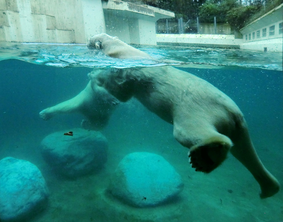 Eisbären unter Wasser im Zoo Wuppertal am 8. Februar 2014