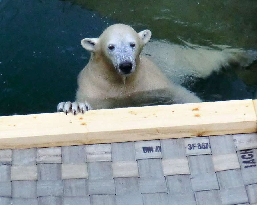 Eisbärin ANORI im Wuppertaler Zoo am 8. Februar 2014