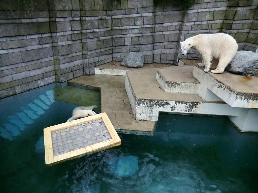 Eisbären im Zoo Wuppertal am 8. Februar 2014