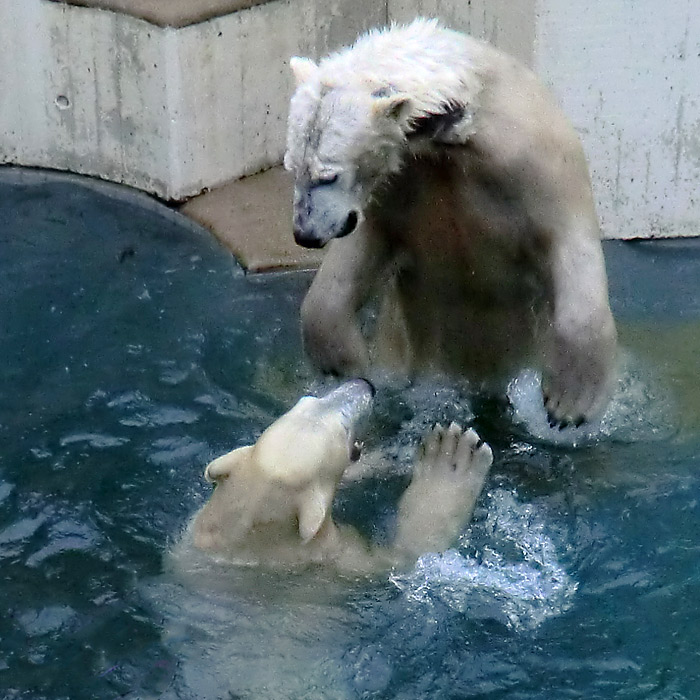 Eisbären ANORI und LUKA am 8. Februar 2014 im Wuppertaler Zoo