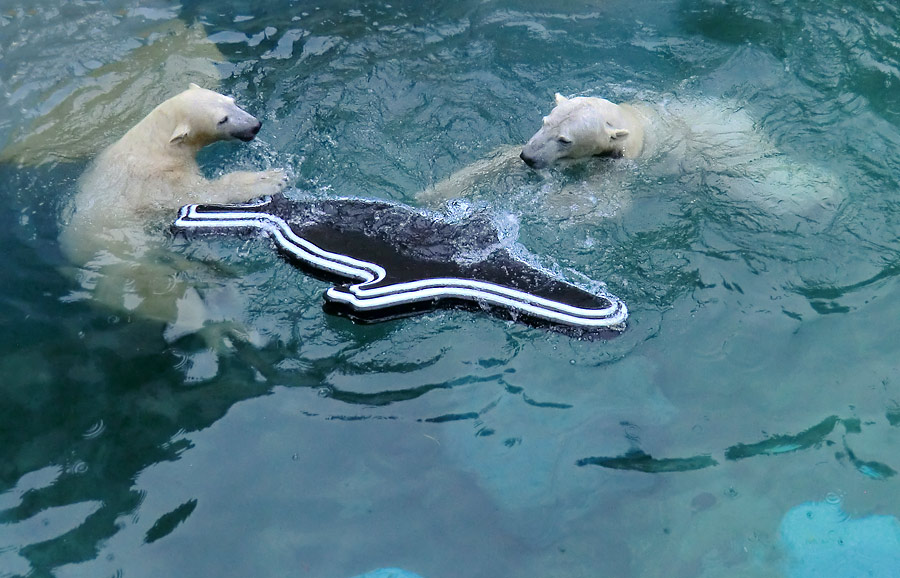 Eisbären im Zoo Wuppertal am 8. Februar 2014