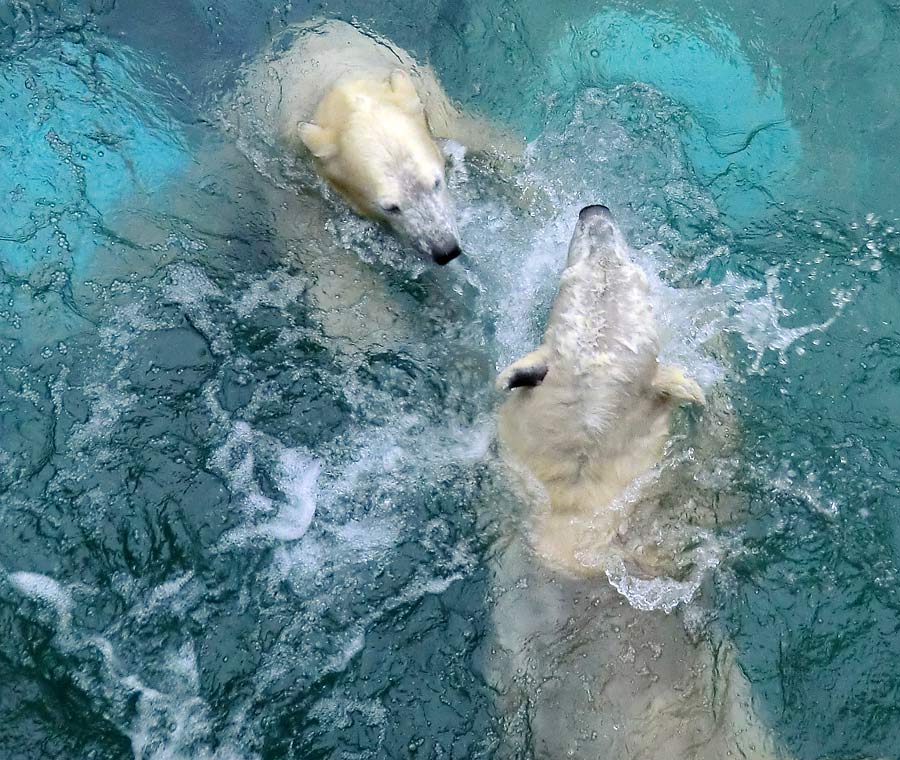 Eisbären im Zoologischen Garten Wuppertal am 8. Februar 2014