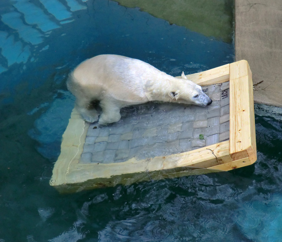 Eisbärin ANORI im Wuppertaler Zoo am 8. Februar 2014