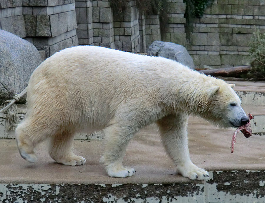 Eisbärin ANORI im Wuppertaler Zoo am 8. Februar 2014