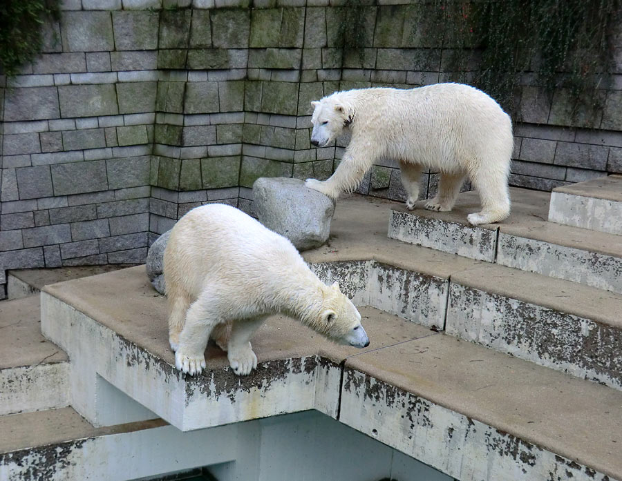 Eisbären im Zoo Wuppertal am 8. Februar 2014
