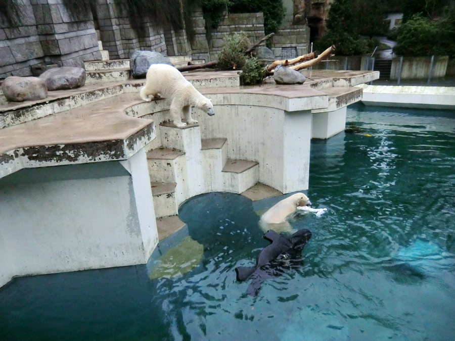 Eisbären im Zoologischen Garten Wuppertal am 8. Februar 2014