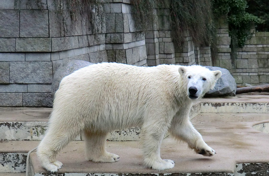 Eisbär LUKA im Zoo Wuppertal am 8. Februar 2014