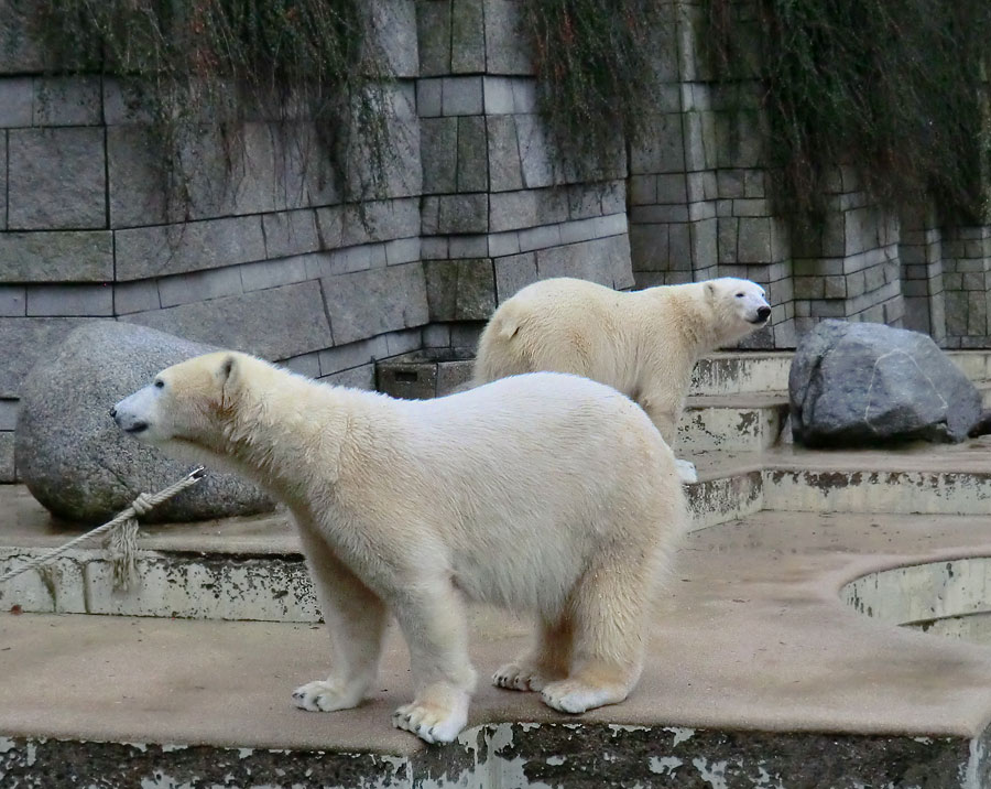 Eisbären im Zoologischen Garten Wuppertal am 8. Februar 2014