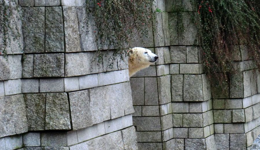 Eisbärin ANORI im Wuppertaler Zoo am 8. Februar 2014