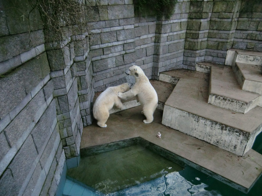 Eisbärin ANORI und Eisbär LUKA im Zoo Wuppertal am 9. Februar 2014
