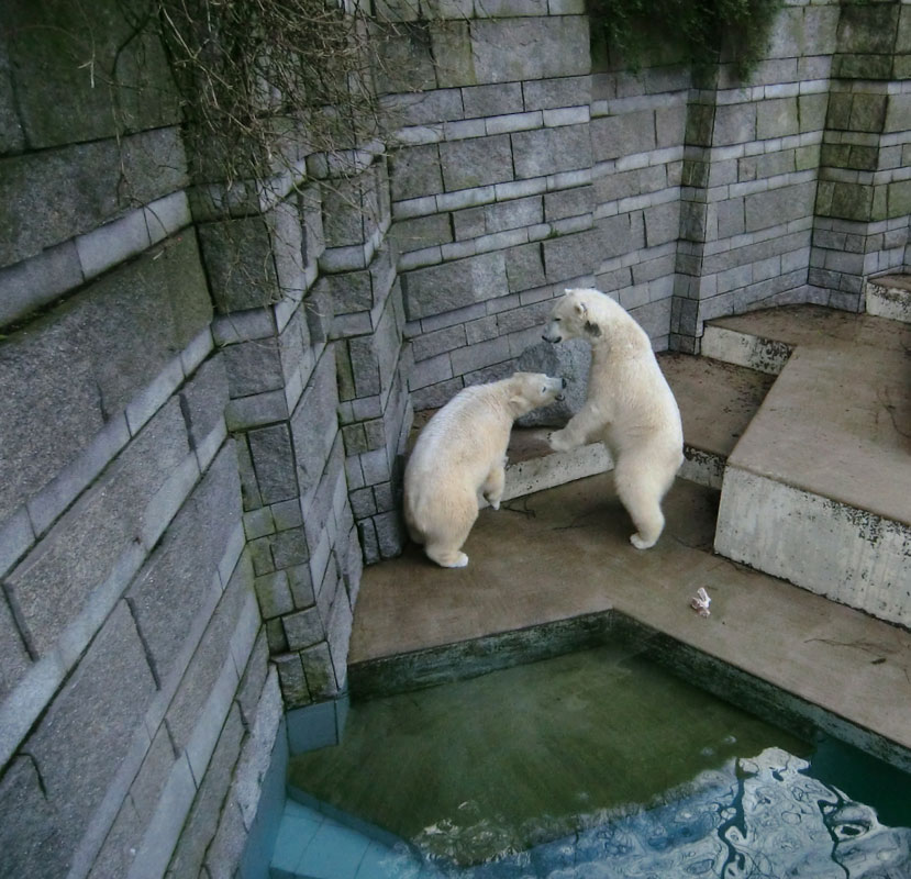 Eisbärin ANORI und Eisbär LUKA im Zoologischen Garten Wuppertal am 9. Februar 2014