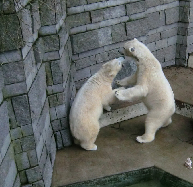 Eisbärin ANORI und Eisbär LUKA im Wuppertaler Zoo am 9. Februar 2014