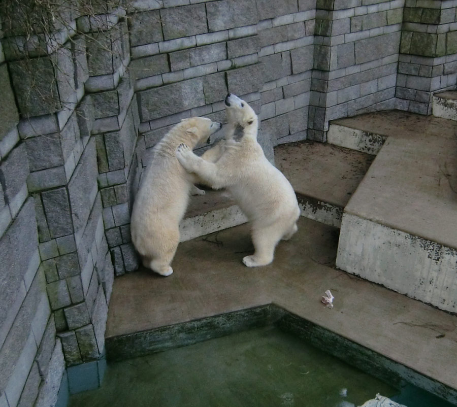 Eisbärin ANORI und Eisbär LUKA im Zoo Wuppertal am 9. Februar 2014